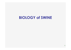 BIOLOGY of SWINE