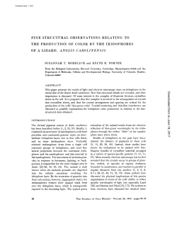 fine structural observations relating to the production of color by the