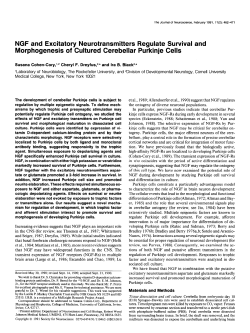 NGF and Excitatory Neurotransmitters Regulate Survival and