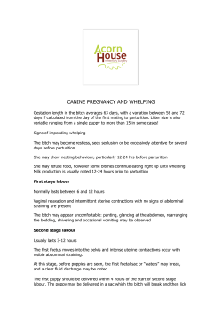 canine pregnancy and whelping