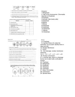 Answers: 1.Metaphase 2. Half of the chromosome. Chromatids