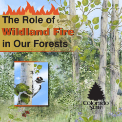 The Role of Wildland Fire in Our Forests