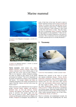 Marine mammal - Free