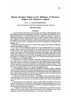 Muscle Receptor Organs in the Abdomen of Homarus vulgaris and