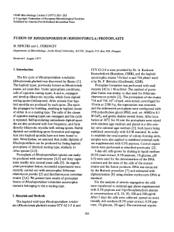 Fusion of Rhodosporidium (Rhodotorula) protoplasts