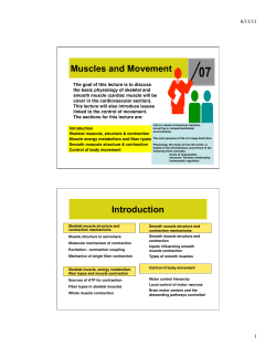 Muscle Contraction and the Control of Body