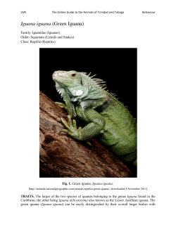 Green Iguana - UWI St. Augustine
