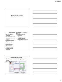 Lecture 14: Nervous systems
