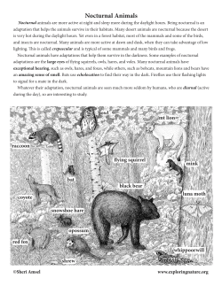 Nocturnal Animals - Exploring Nature