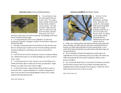 American Crow (Corvus brachyrhynchos)