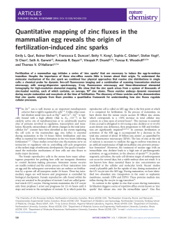 Quantitative mapping of zinc fluxes in the mammalian egg reveals