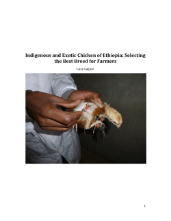 Indigenous and Exotic Chicken of Ethiopia: Selecting the Best Breed
