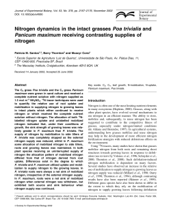 Nitrogen dynamics in the intact grasses Poa