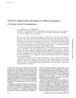 Filament Organization Revealed in Platinum Replicas of Freeze