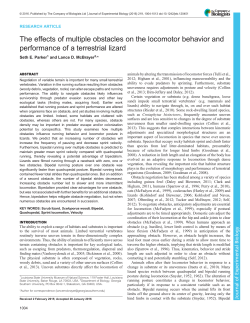The effects of multiple obstacles on the locomotor behavior and