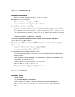 Lecture 20 &ndash; Cytoskeleton and Actin Intermediate filaments/lamins