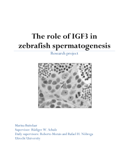 The role of IGF3 in zebrafish spermatogenesis