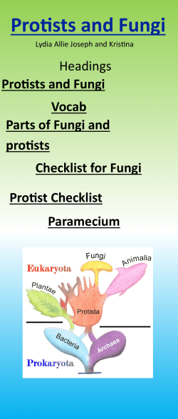 Protists and Fungi Headings Vocab Parts of Fungi and protists