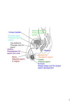 Scrotum Keeps testes cool for proper sperm development Testes