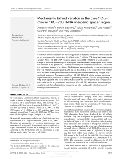 Mechanisms behind variation in the Clostridium difficile 16S&ndash;23S