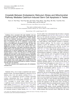 Crosstalk Between Endoplasmic Reticulum Stress and