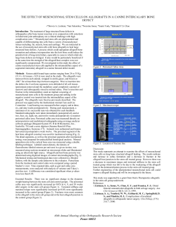 the effect of mesenchymal stem cells on allografts in a canine
