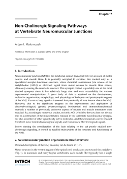 Non-Cholinergic Signaling Pathways at Vertebrate