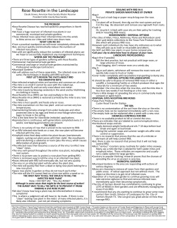 Rose Rosette in the Landscape - Collin County Master Gardeners