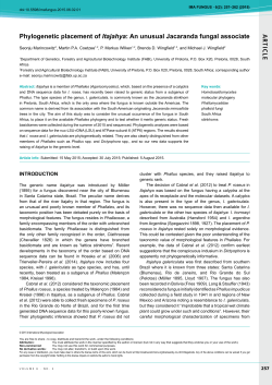 AR TICLE Phylogenetic placement of Itajahya: An unusual