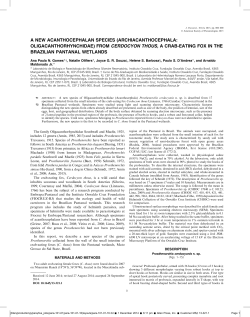 acanthocephalan species in crab-eating foxes