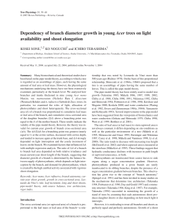 Dependency of branch diameter growth in young Acer trees on light