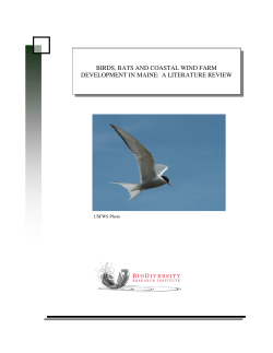 birds, bats and coastal wind farm development in maine: a literature