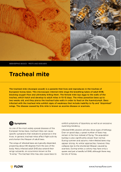 Tracheal mite