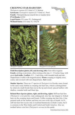 CREEPING STAR-HAIR FERN - Florida Natural Areas Inventory