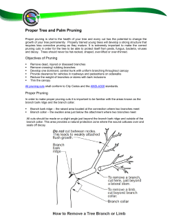 Proper Tree and Palm Pruning