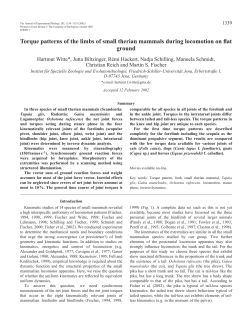 Torque patterns of limbs of small therian mammals