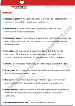 GLOSSARY: Accessory glands: Two pairs of glands in 17th and 19th