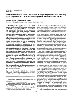 Loblolly Pine (Pinus taeda L.) Contains Multiple Expressed Genes