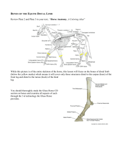 Bones - Quia