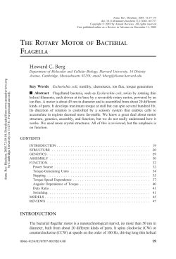 the rotary motor of bacterial flagella