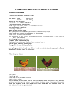 Standard characteristics of old Hungarian chicken breeds