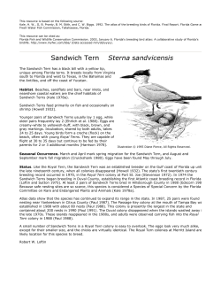 Sandwich Tern - Florida Fish and Wildlife Conservation Commission