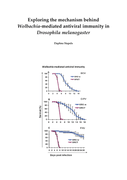 Exploring the mechanism behind Wolbachia
