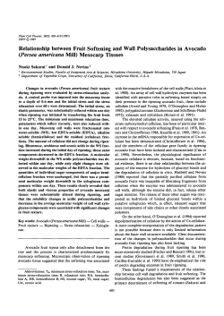 (Persea americana Mill) Mesocarp Tissues