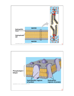 Ch.07Membrane Structure and Function