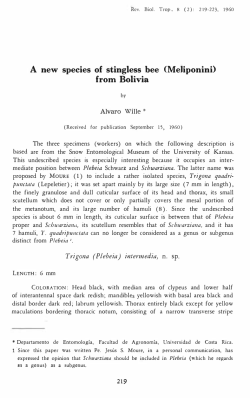 A new species of stingless bee (Meliponini> from Bolivia
