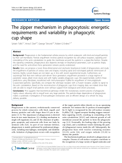 The zipper mechanism in phagocytosis: energetic