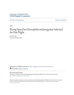 Flying Speed in Drosophila melanogaster Selected for Fast Flight