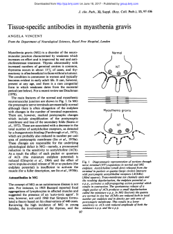 Tissue-specific antibodies in myasthenia gravis