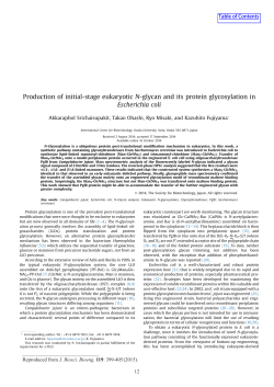Production of initial-stage eukaryotic N-glycan